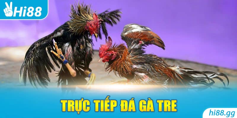 Trực Tiếp Đá Gà Tre Và Top 4 Ưu Điểm Tạo Nên Xu Hướng