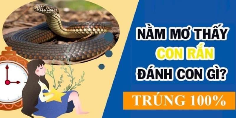 Nằm mơ thấy rắn đánh số gì trúng lớn bạn đã biết chưa?