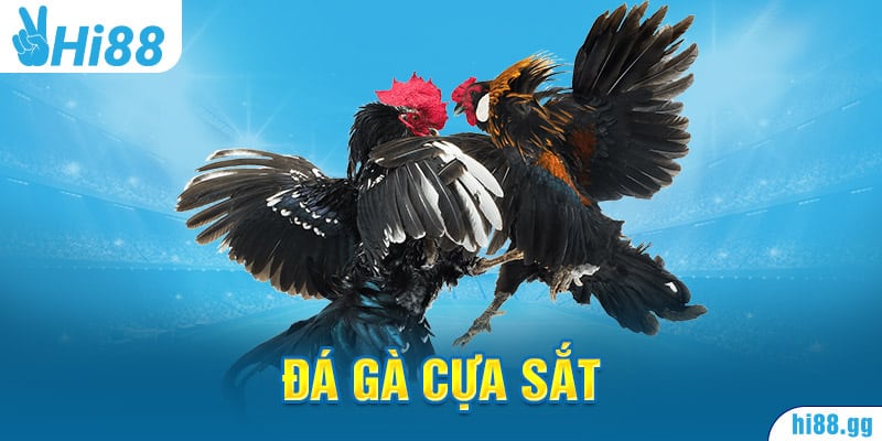 Đá Gà Cựa Sắt - Xem Đá Gà Bình Luận Viên Hấp Dẫn Tại Hi88