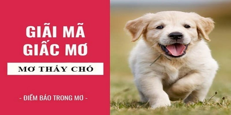 Ý nghĩa phong thủy của giấc mộng nhìn thấy chó