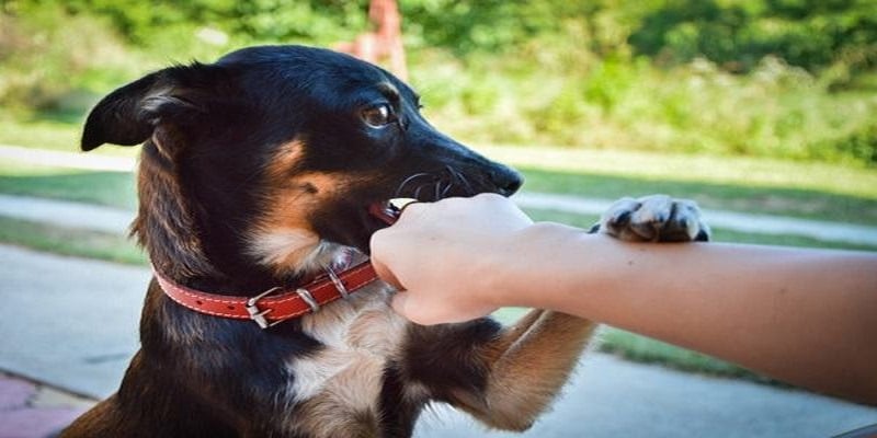 Nằm mơ thấy chó đánh số mấy trúng lớn, đổi vận