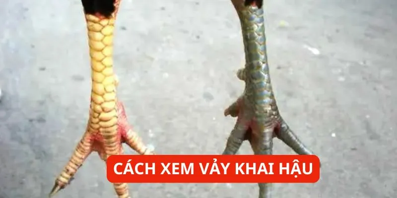 cach-xem-vay-khai-hau